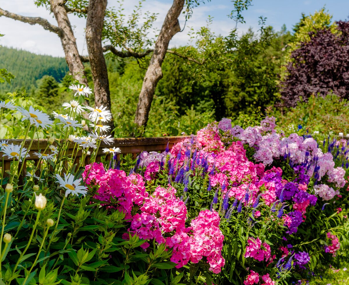 Bauerngarten im Sommer, Oststeiermark, Steiermark | © Urlaub am Bauernhof Steiermark / Wolfgang Spekner Blühende Blumen im Bauerngarten, Oststeiermark, Steiermark | © Urlaub am Bauernhof Steiermark / Wolfgang Spekner