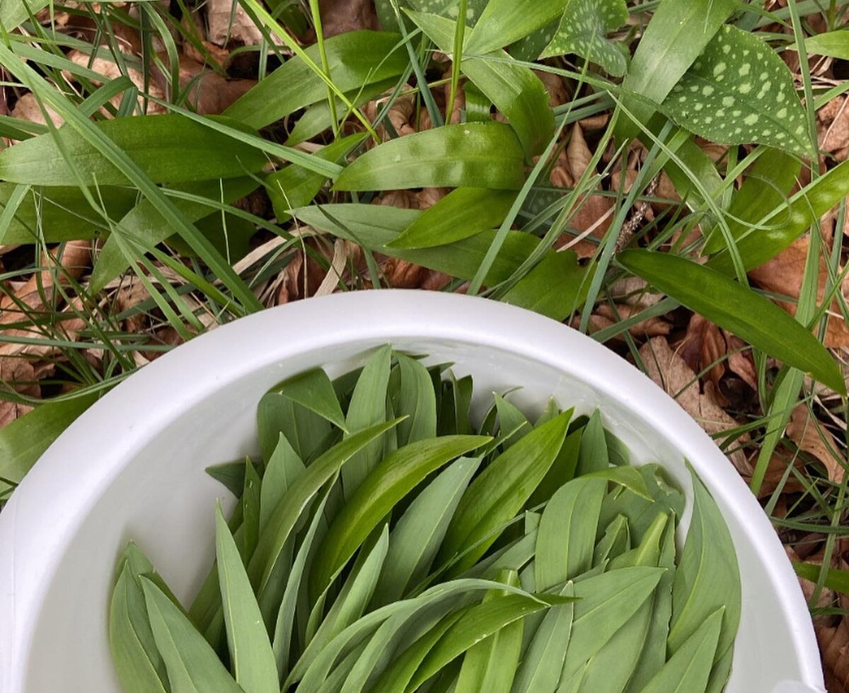 Bärlauch in einer Schüssel und in der Wiese | © Kürbishof / Sarah Gartner
