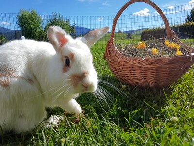 Hase mit Korb, Almenlandhof, Steiermark | © Urlaub am Bauernhof Steiermark / Evelyn Götz Hase sitzt neben einem Korb mit Heu und Blumen, Almenlandhof, Steiermark | © Urlaub am Bauernhof Steiermark / Evelyn Götz