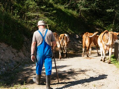 Bauer beim Austreiben der Kühe, Biobauernhof Leitenmüller, Steiermark | © Urlaub am Bauernhof Steiermark / Daniel Gollner Bauer beim Austreiben der Kühe, Biobauernhof Leitenmüller, Steiermark | © Urlaub am Bauernhof Steiermark / Daniel Gollner