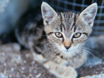 Junge Katze, Biobauernhof Leitenmüller, Steiermark | © Urlaub am Bauernhof Steiermark / Daniel Gollner Kleine Katze schaut neugierig in die Kamera, Biobauernhof Leitenmüller, Steiermark | © Urlaub am Bauernhof Steiermark / Daniel Gollner