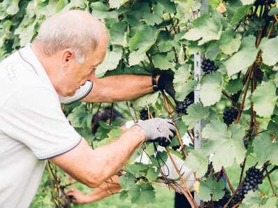 fleißige Hände bei der Weinlese, Peiserhof, Steiermark | © Urlaub am Bauernhof Steiermark / Daniel Gollner Mann bei der Lese im Weingarten, Peiserhof, Steiermark | © Urlaub am Bauernhof Steiermark / Daniel Gollner