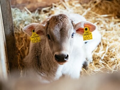 Kalb im Stall am Schilcherhof, Steiermark | © Urlaub am Bauernhof Steiermark / Daniel Gollner Kalb im Stall am Schilcherhof, Steiermark | © Urlaub am Bauernhof Steiermark / Daniel Gollner