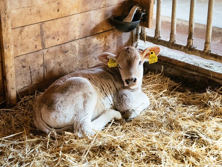 Ein braunes Kalb mit zwei gelben Ohrmarken liegt in seiner Box aus Holz im Stall auf Stroh und schaut neugierig her | © Urlaub am Bauernhof Steiermark / Daniel Gollner