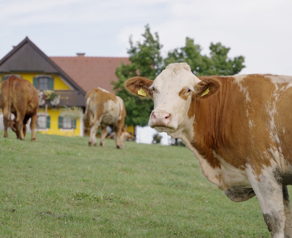 Kühe auf der Weide, Weberhof, Steiermark | © Urlaub am Bauernhof Steiermark / Daniel Gollner Kühe auf der Weide, Weberhof, Steiermark | © Urlaub am Bauernhof Steiermark / Daniel Gollner