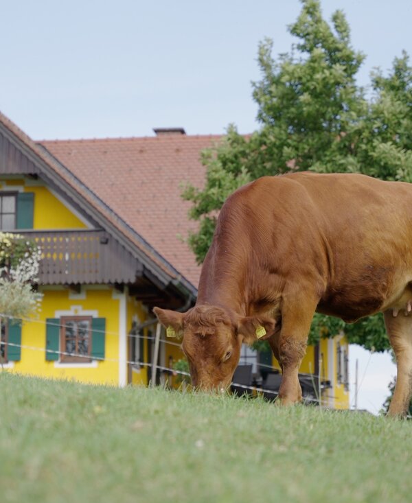 Kuh auf der Weide am Weberhof, Steiermark | © Urlaub am Bauernhof Steiermark / Daniel Gollner