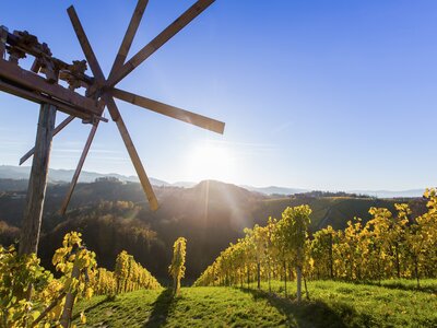 Herbstliche Weingärten und Weinhänge mit einem Klapotitz, Süd-West-Steiermark, Steiermark | © Steiermark Tourismus / Harry Schiffer