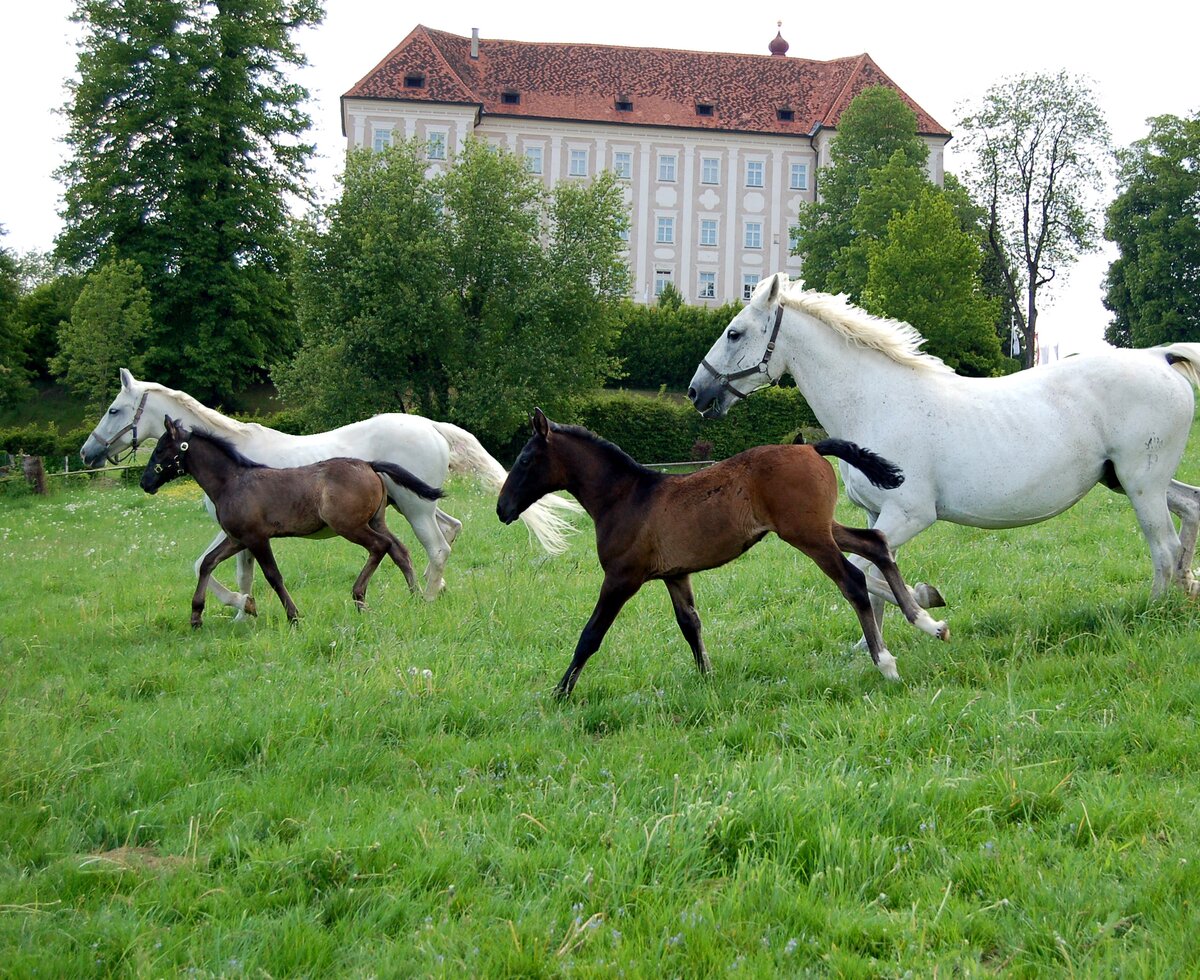 Lipizzanerpferde vor dem Bundesgestüt Piber, Süd-West-Steiermark, Steiermark | © Süd-West-Steiermark / Spanische Hofreitschule Bundesgestüt Piber Laufende Lipizzanerpferde vor dem Bundesgestüt Piber, Süd-West-Steiermark, Steiermark | © Süd-West-Steiermark / Spanische Hofreitschule Bundesgestüt Piber