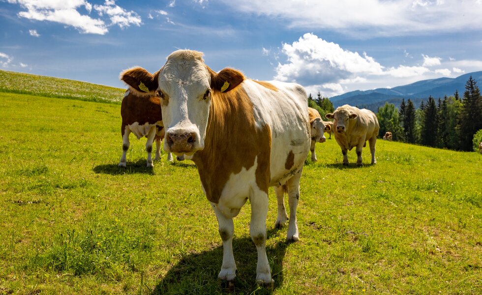 Eine Kuh auf der grünen Wiese blickt direkt in die Kamera, dahinter stehen weitere Kühe | © UaB Steiermark / Harry Schiffer