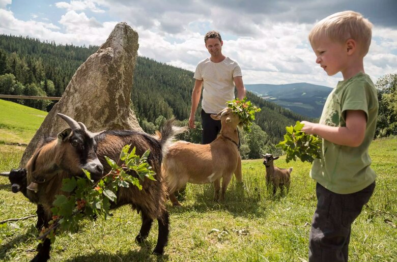 Mann und Kind füttern die Zwergziegen am Bauernhof Orthofer, Steiermark | © Bauernhof Orthofer / Familie Orthofer