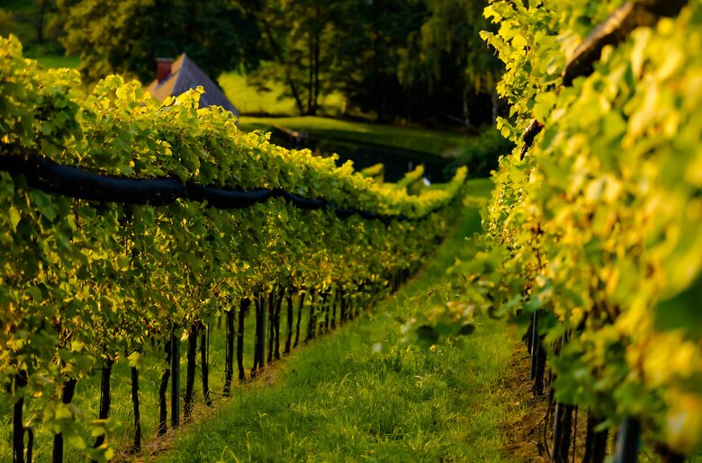 Blick durch die Weinreihen, Süd-West-Steiermark, Steiermark | © Urlaub am Bauernhof Steiermark / Wolfgang Spekner Blick auf die Weinstöcke am Weinhang, Süd-West-Steiermark, Steiermark | © Urlaub am Bauernhof Steiermark / Wolfgang Spekner