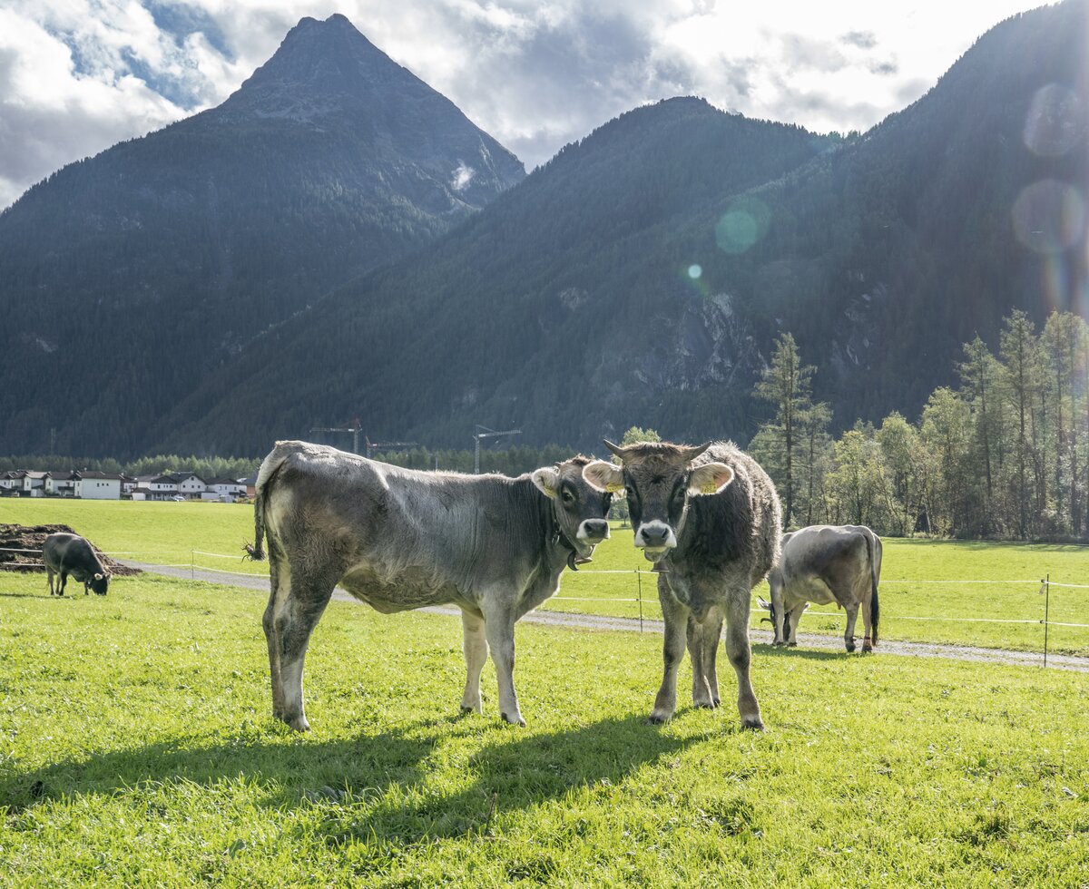 Kuh am Honzarhof | © Black Tea Fotografie/Viktoria Gstrein  