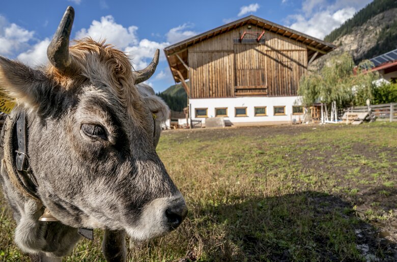Kuh am Honzarhof | © Black Tea Fotografie/Viktoria Gstrein  