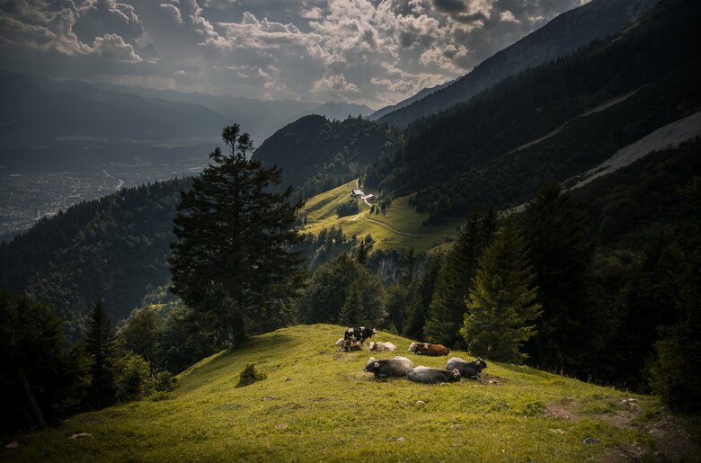 Bergwiese mit Kühe bei Kaisersäule | © ©Hall-Wattens Tourismus
