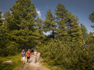 Wandern zwischen Zirben am Zirbenweg | © Urlaub am Bauernhof - hall-wattens wandern zwischen Zirben am Zirbenweg | © Urlaub am Bauernhof - hall-wattens