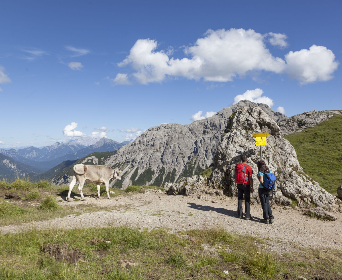 Weide | © Urlaub am Bauernhof - Tirol Werbung/Klaus Kranebitter Weide | © Urlaub am Bauernhof - Tirol Werbung/Klaus Kranebitter