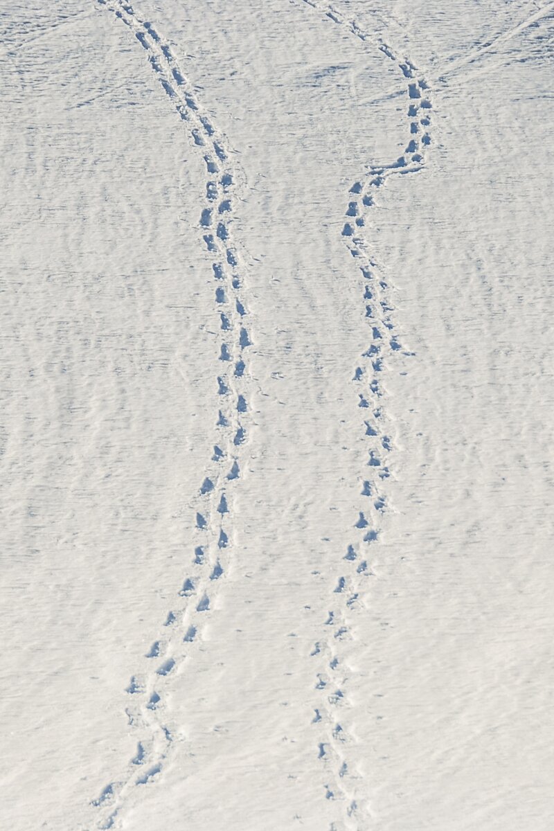 Spuren im Schnee | © Tirol Werbung/ Braun Jannis