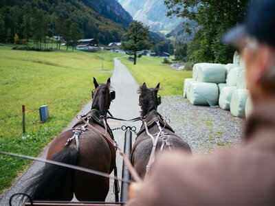 Dem Kutscher bei der Kutschenfahrt über die Schulter geblickt | © Urlaub am Bauernhof Vorarlberg / Daniel Gollner