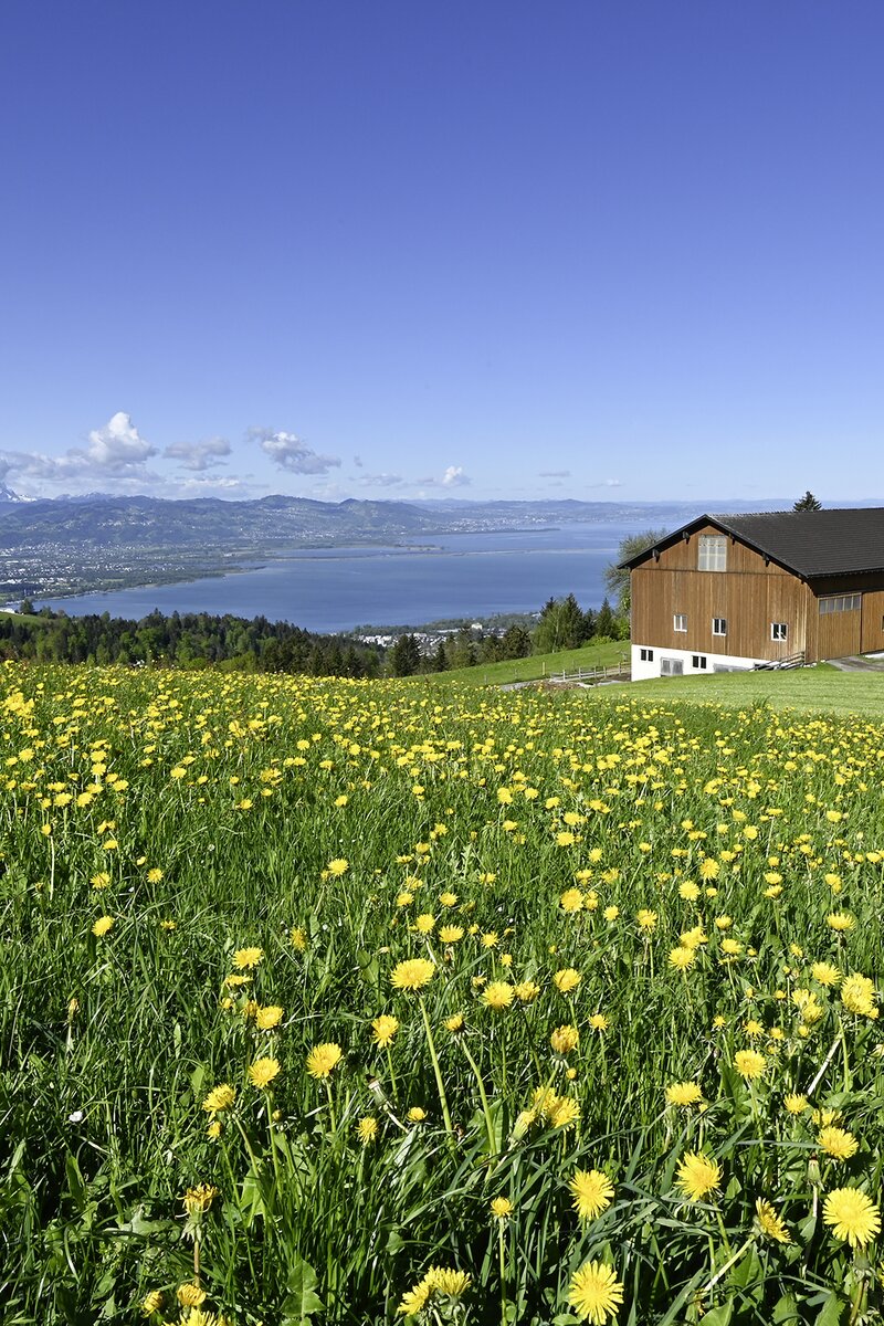 Urlaub mit Blick auf den Bodensee | © Urlaub am Bauernhof / Andreas Künk