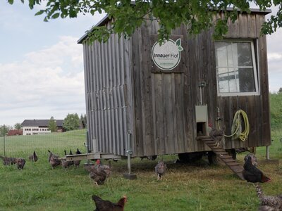 Hühnerstall am Innauer Hof | © Daniel Gollner | Urlaub am Bauernhof Hühnerstall aus Holz steht in der Wiese vom Innauerhof oberhalb vom Bodensee | © Daniel Gollner | Urlaub am Bauernhof