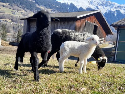 Montafoner Steinschaf beim Chalet Keßler | © Chalet Keßler