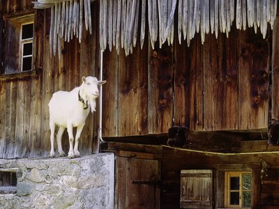 Ziege steht auf Steinmauer | © Urlaub am Bauernhof Vorarlberg / Andreas Kuenk Ziege mit Bart steht auf Steinmauer beim Haus | © Urlaub am Bauernhof Vorarlberg / Andreas Kuenk