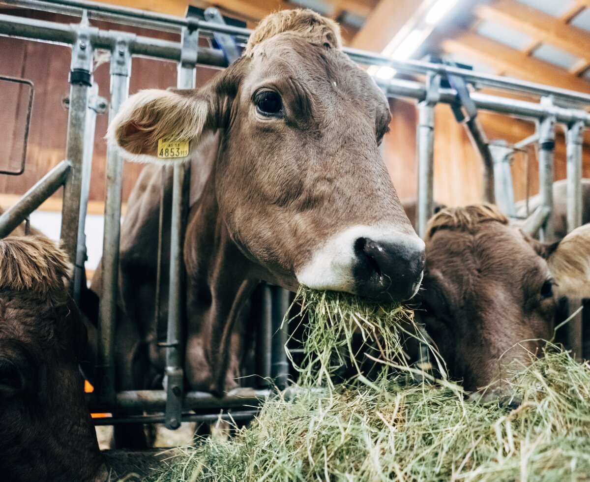 Kühe im Stall | © Urlaub am Bauernhof Vorarlberg / Daniel Gollner Kühe im Stall beim Fressen | © Urlaub am Bauernhof Vorarlberg / Daniel Gollner