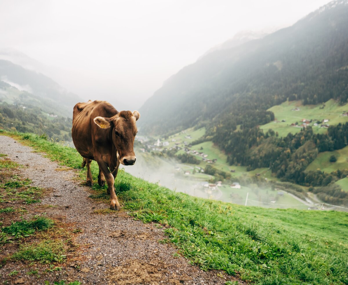 Kuh auf dem Bergweg | © Urlaub am Bauernhof Vorarlberg / Daniel Gollner Kuh auf dem Bergweg | © Urlaub am Bauernhof Vorarlberg / Daniel Gollner
