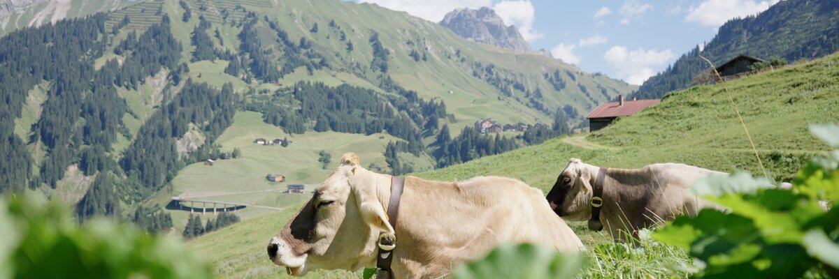 Kühe genießen die Sommerfrische auf der Alp | © Urlaub am Bauernhof / Daniel Gollner
