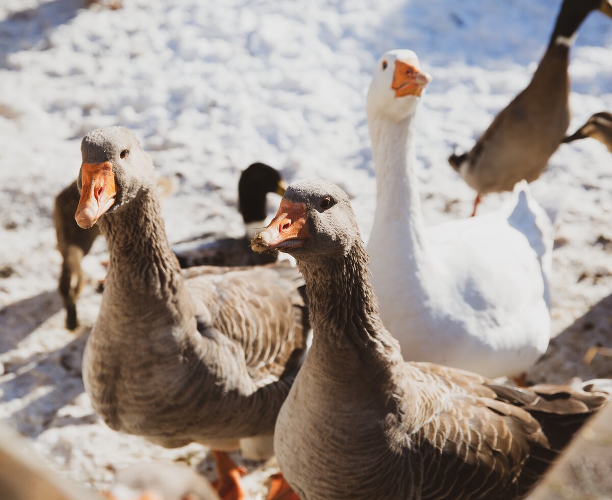 Gänse im Schnee | © Urlaub am Bauernhof Österreich / Pascal Baronit