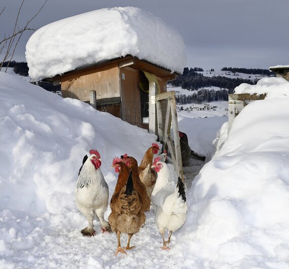 Winter am Bauernhof | © Urlaub am Bauernhof / Andreas Künk