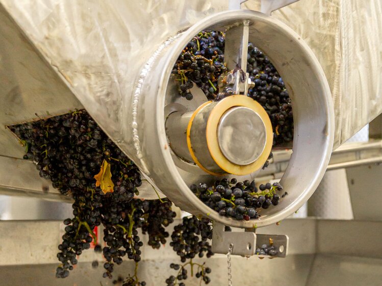 Große Mengen geernteter Trauben werden in einer Saftpresse zerquetscht, um den wertvollen Saft daraus zu gewinnen. Nebenprodukte wie Traubenkerne und Schalen sind ebenfalls in der Maschine sichtbar, die den Prozess der Weinherstellung veranschaulicht. | © Urlaub am Winzerhof / ELISABETH FRÖHLICH photography