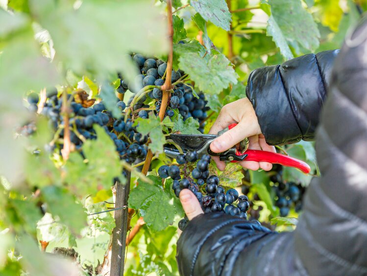 Reife, dunkelviolette Weintrauben, die vorsichtig mit einer Schere geerntet werden, umgeben von üppigem, grünem Laubwerk. Eine Nahaufnahme einer händischen Weinlese. | © Urlaub am Winzerhof / ELISABETH FRÖHLICH photography
