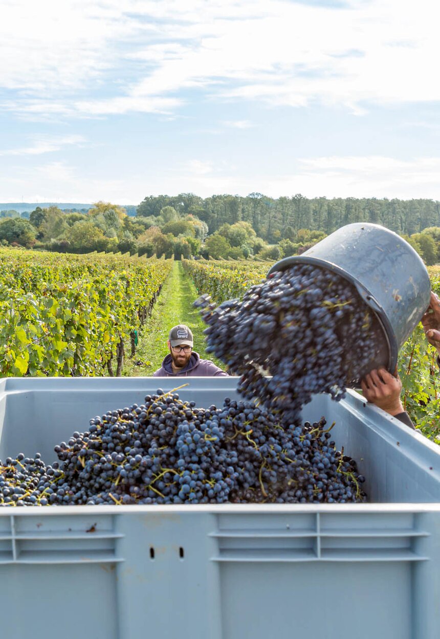 Ernte der Weintrauben in einem Weinberg. Arbeiter leeren eine große Kiste mit geernteten blauen Trauben in einen Behälter. Im Hintergrund sind weitere Reben und Wälder zu sehen. | © Urlaub am Winzerhof / ELISABETH FRÖHLICH photography