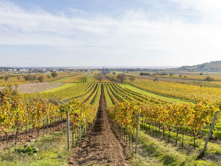 Weitläufige Weinberge mit gelb-grünen Reben, durchzogen von Wegen, eingebettet in eine hügelige Landschaft unter einem wolkigen Himmel.