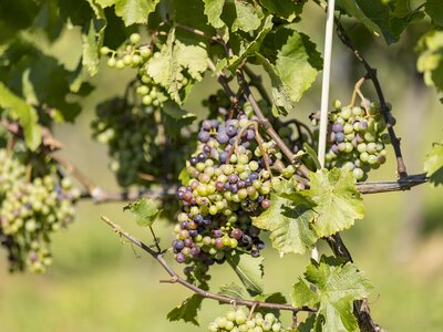 Saftvolle Weintrauben in unterschiedlichen Reifestadien hängen an üppig belaubten Rebzweigen. Eine harmonische Farbkomposition in Grüntönen und violetten Früchten, eingebettet in eine friedvolle natürliche Umgebung. | © Urlaub am Winzerhof / ELISABETH FRÖHLICH photography