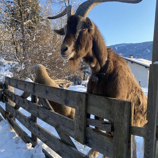 A horned goat with a bell, visible behind a wooden fence in the snow at the Farm House.