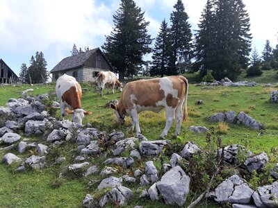 Almtiere