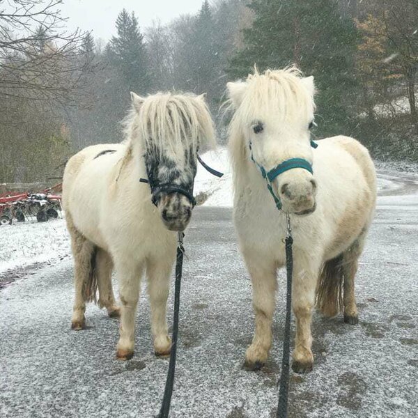 Ari u. Mika im Schnee