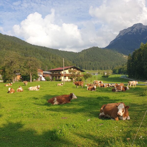 Die Kühe weiden auf der Wiese des Bauernhofs, umgeben von einer Berglandschaft.