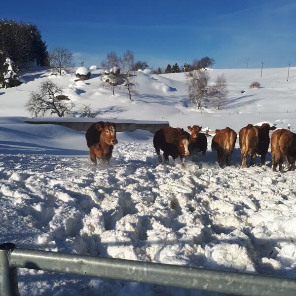 Cows in the snow-covered winter fields surrounding the Farm House.