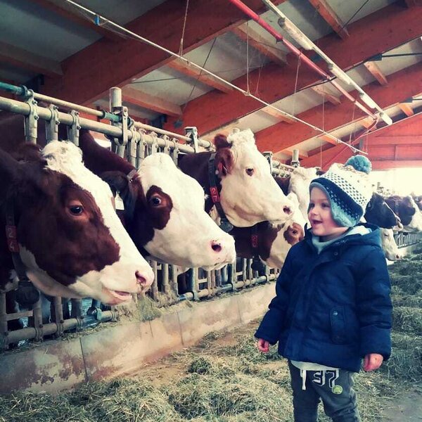Ein Kind steht neben Kühen im Stall mit Heu auf dem Boden des Bauernhofs.