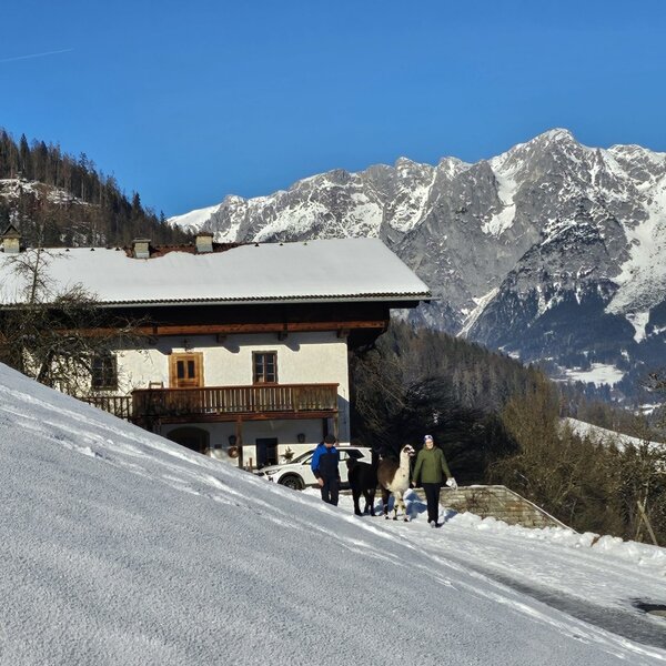 Hofansicht mit dem Tennengebirge im Hintergrund - wieder mal unterwegs mit unseren Lamas!