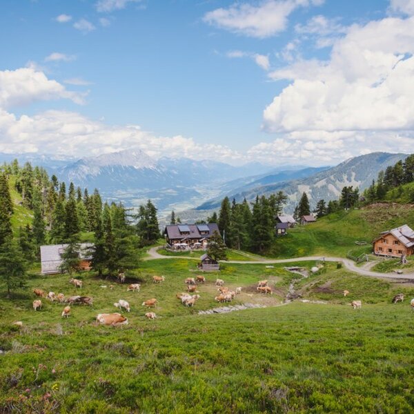 The Alm with grazing cows on the meadow, surrounded by trees and mountains.
