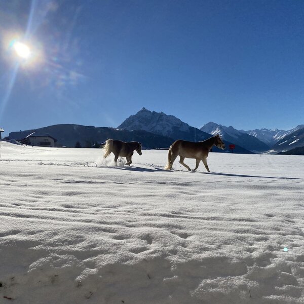Zwei Pferde auf dem verschneiten Feld des Bauernhofs mit Bergblick an einem sonnigen Wintertag.