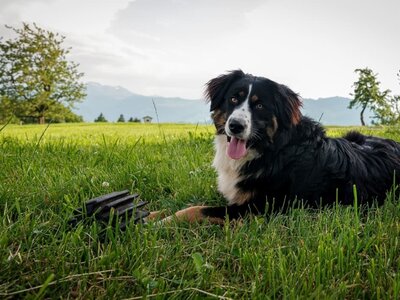 Luna immer dabei Luna immer dabei