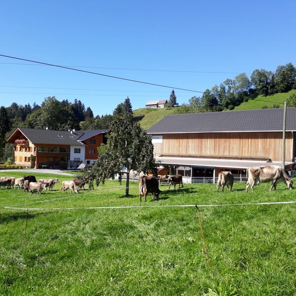 Kühe genießen die Herbstsonne.