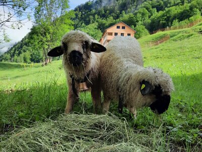 Mona und Doro - unsere beiden Schwarznasenschäflein